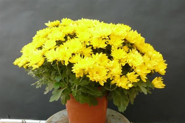 菊花是什么植物，属于多年生植物