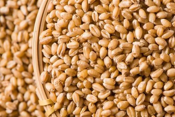 小麦种子含有多少水分，国标规定是12.5%