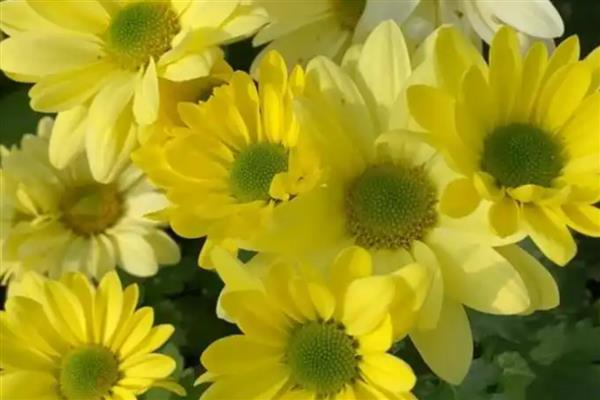 按照菊花的花瓣类型可分为几种，主要分为平瓣类、匙瓣类、管瓣类