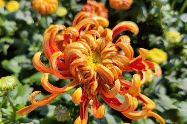 按照菊花的花瓣类型可分为几种，主要分为平瓣类、匙瓣类、管瓣类