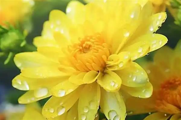 按照菊花的花瓣类型可分为几种，主要分为平瓣类、匙瓣类、管瓣类