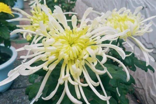按照菊花的花瓣类型可分为几种，主要分为平瓣类、匙瓣类、管瓣类