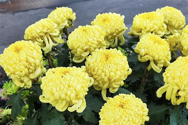 按照菊花的花瓣类型可分为几种，主要分为平瓣类、匙瓣类、管瓣类