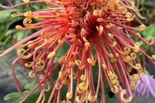 按照菊花的花瓣类型可分为几种，主要分为平瓣类、匙瓣类、管瓣类