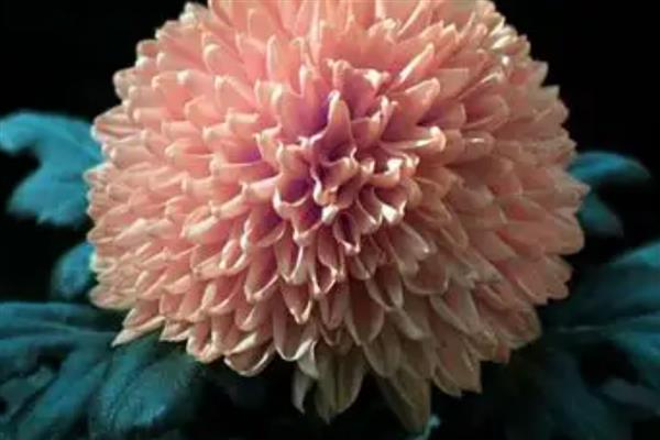 按照菊花的花瓣类型可分为几种，主要分为平瓣类、匙瓣类、管瓣类