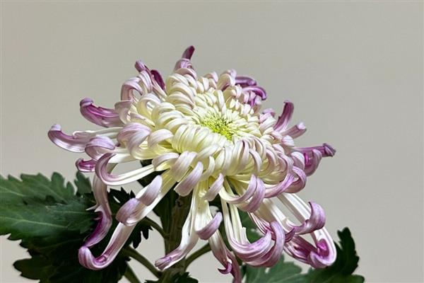按照菊花的花瓣类型可分为几种，主要分为平瓣类、匙瓣类、管瓣类