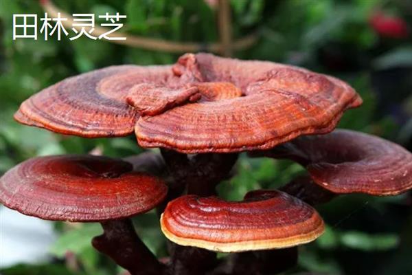 广西宁明县的特产，宁明沙糕入口即化