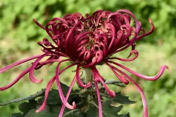 按照菊花的花瓣类型可分为几种，主要分为平瓣类、匙瓣类、管瓣类