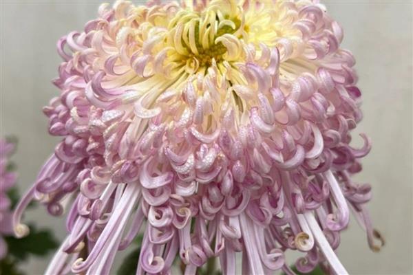 按照菊花的花瓣类型可分为几种，主要分为平瓣类、匙瓣类、管瓣类
