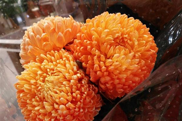 按照菊花的花瓣类型可分为几种，主要分为平瓣类、匙瓣类、管瓣类