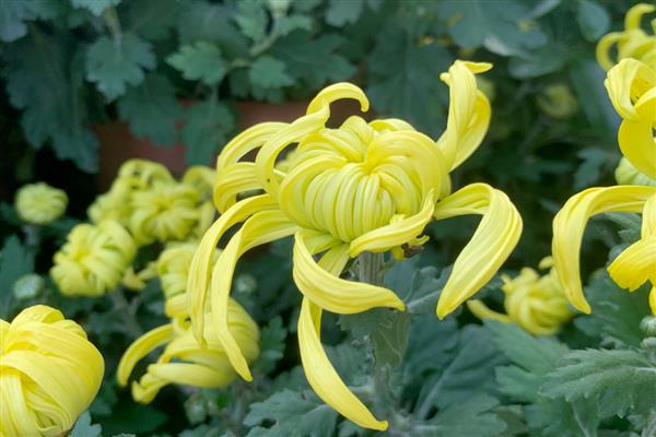 按照菊花的花瓣类型可分为几种，主要分为平瓣类、匙瓣类、管瓣类
