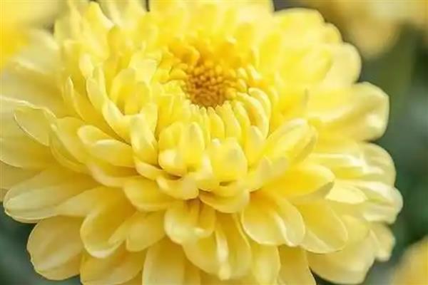 按照菊花的花瓣类型可分为几种，主要分为平瓣类、匙瓣类、管瓣类
