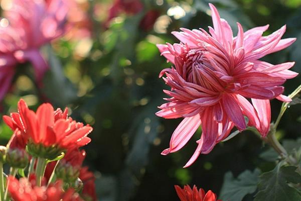 按照菊花的花瓣类型可分为几种，主要分为平瓣类、匙瓣类、管瓣类