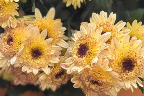 按照菊花的花瓣类型可分为几种，主要分为平瓣类、匙瓣类、管瓣类