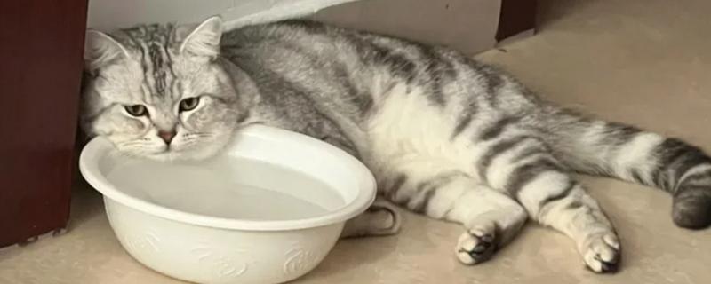 猫咪突然频繁喝水的原因，主要是发烧和各种疾病所致
