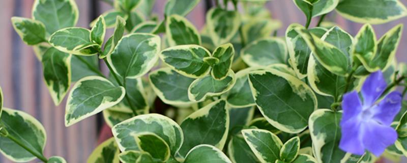 花叶锦带可以耐寒多少度，能耐零度低温