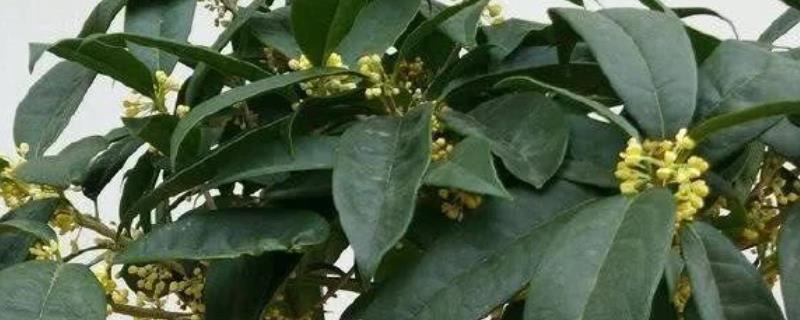盆栽桂花树叶子尖发黄干枯如何解决，浇水过少需补充水分并对叶片喷水保湿
