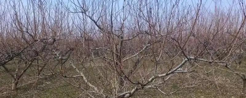 怎么把果树改造成高光效开心形，老树中心干上面的多余大枝要疏除