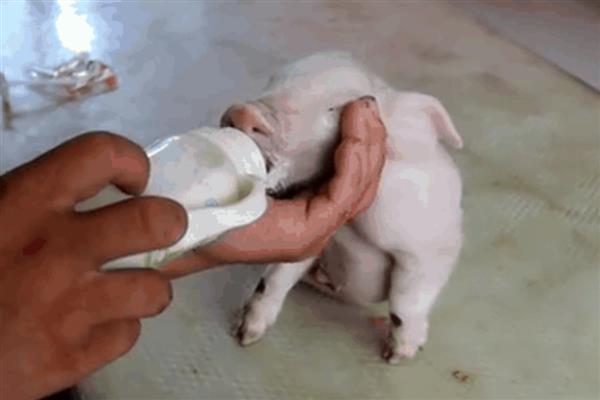 人工饲喂小猪能不能养活，喂食猪仔专用奶粉可让它存活