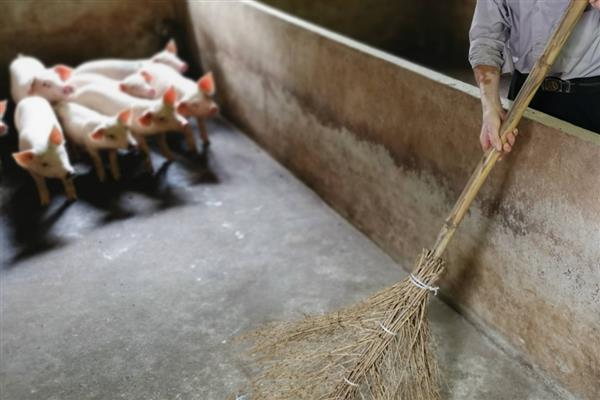 人工饲喂小猪能不能养活，喂食猪仔专用奶粉可让它存活
