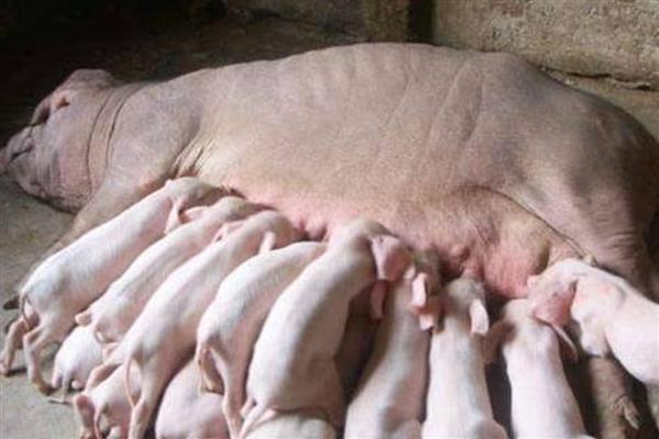 人工饲喂小猪能不能养活，喂食猪仔专用奶粉可让它存活