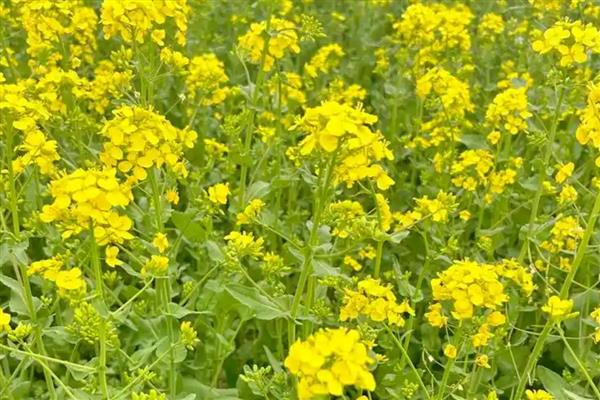 油菜花有什么花语，代表节节高、顽强坚韧等含义