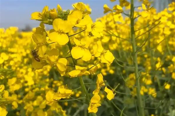 油菜花有什么花语，代表节节高、顽强坚韧等含义