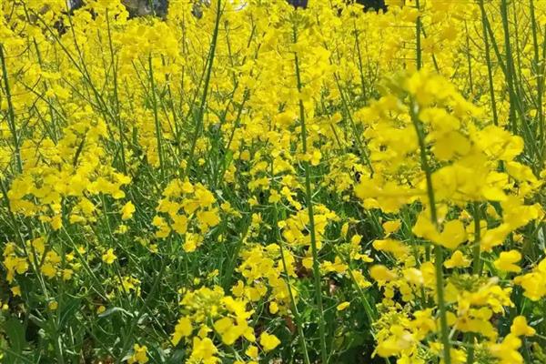 油菜花有什么花语，代表节节高、顽强坚韧等含义
