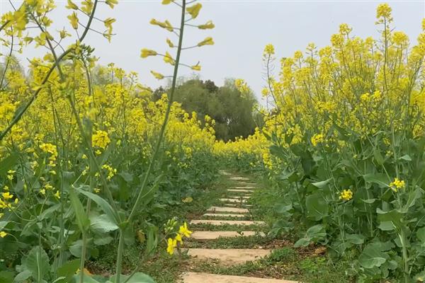 油菜花有什么花语，代表节节高、顽强坚韧等含义