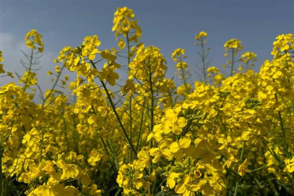 油菜花有什么花语，代表节节高、顽强坚韧等含义