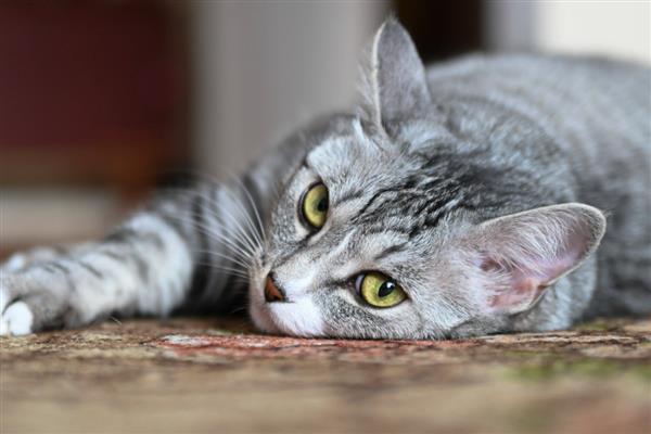 猫瞬膜的作用，帮助它们清洁眼睛