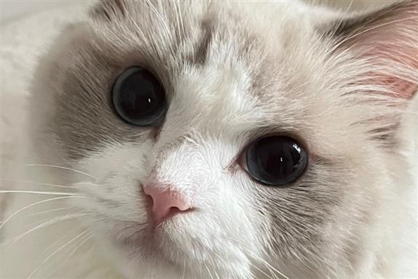 猫瞬膜的作用，帮助它们清洁眼睛