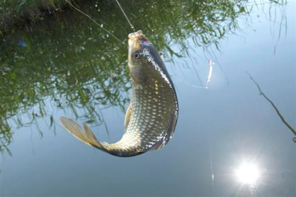 1月份适合钓什么鱼，鲫鱼、鲤鱼、鳊鱼等品种均可钓获