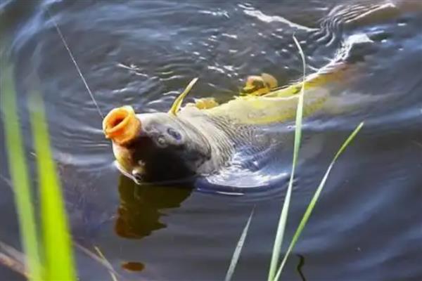 1月份适合钓什么鱼，鲫鱼、鲤鱼、鳊鱼等品种均可钓获