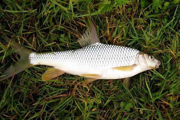 1月份适合钓什么鱼，鲫鱼、鲤鱼、鳊鱼等品种均可钓获