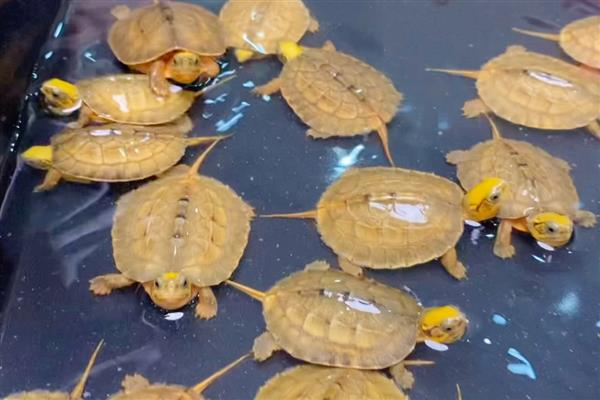 金钱龟不吃东西如何处理，水温过低需提升到26℃以上