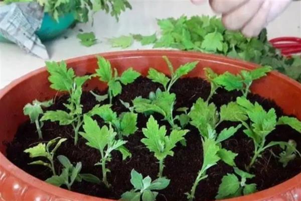 菊花12月能扦插吗,菊花12月可以扦插