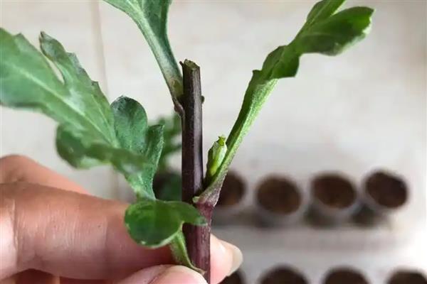 菊花12月能扦插吗,菊花12月可以扦插