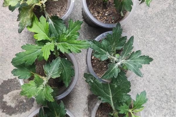 菊花12月能扦插吗,菊花12月可以扦插