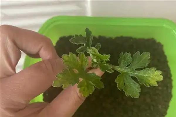 菊花12月能扦插吗,菊花12月可以扦插