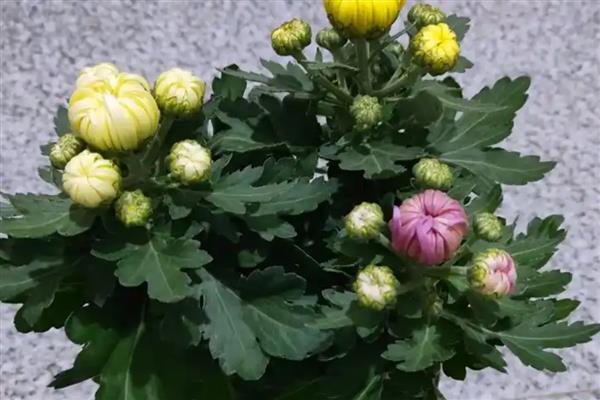 菊花12月能扦插吗,菊花12月可以扦插