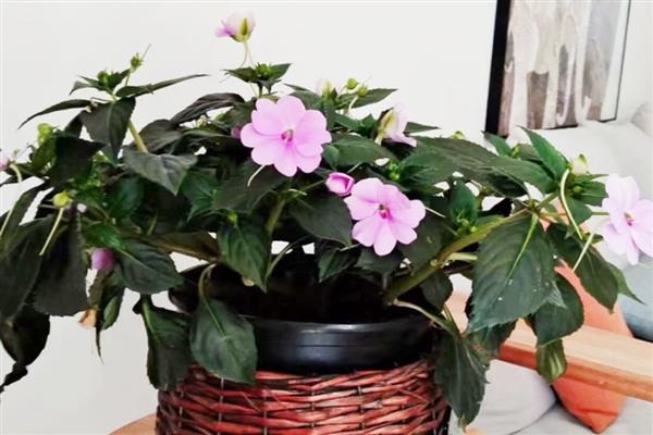 凤仙花长高缓慢的原因，可能是养分不足或温度过低所致