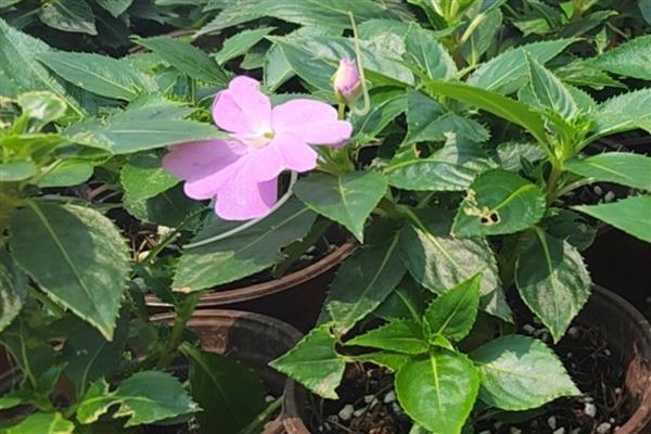 凤仙花长高缓慢的原因，可能是养分不足或温度过低所致