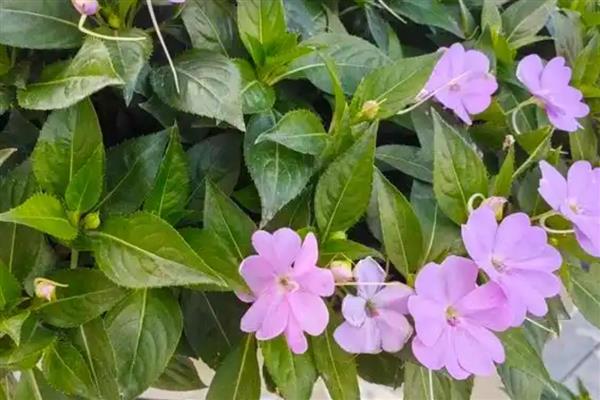 凤仙花长高缓慢的原因，可能是养分不足或温度过低所致