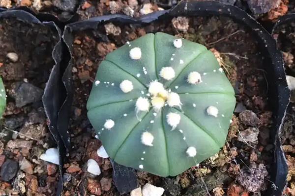 怎么养星球兜,喜欢生长在温暖环境中