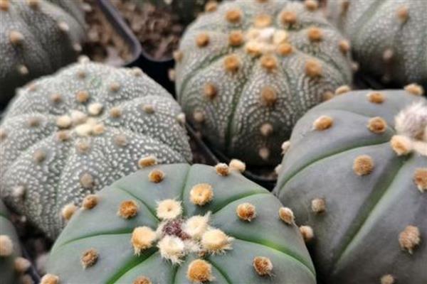 怎么养星球兜,喜欢生长在温暖环境中