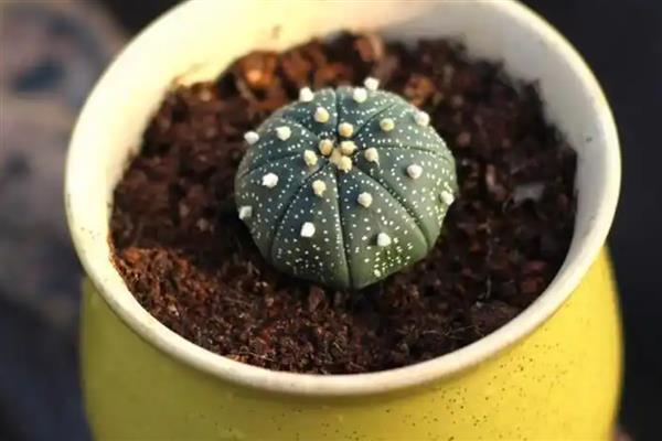 怎么养星球兜,喜欢生长在温暖环境中