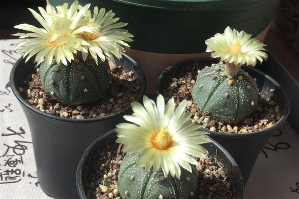 怎么养星球兜,喜欢生长在温暖环境中