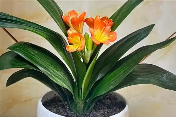 有什么植物可以浇白糖水，有君子兰、彩叶芋等