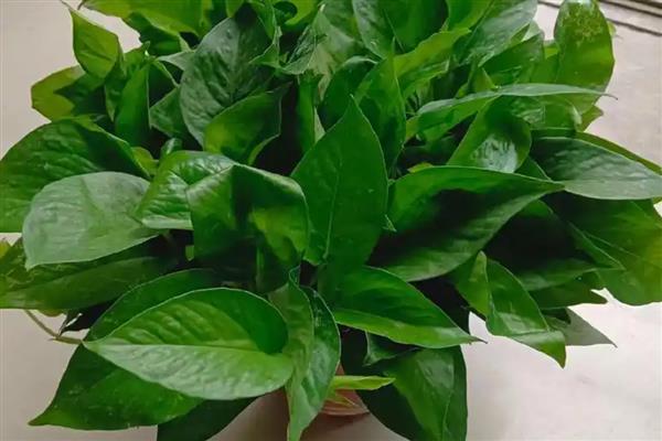 有什么植物可以浇白糖水，有君子兰、彩叶芋等